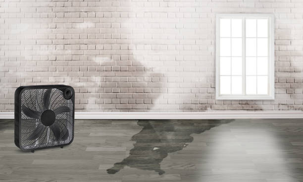 Best Carpet water damage restoration  in Waterloo, IL